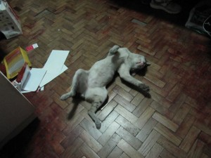 cat playing dead