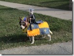 BEST Halloween Pet Costumes Funny Animal Costume Ideas for Dogs and Cats unique holloween top ever pets (14)