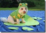 BEST Halloween Pet Costumes Funny Animal Costume Ideas for Dogs and Cats unique holloween top ever pets (16)