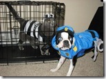 BEST Halloween Pet Costumes Funny Animal Costume Ideas for Dogs and Cats unique holloween top ever pets (18)