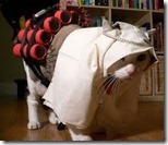 BEST Halloween Pet Costumes Funny Animal Costume Ideas for Dogs and Cats unique holloween top ever pets (8)