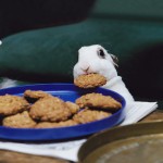 The Cookie Thief