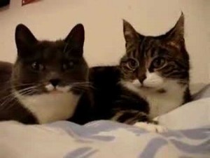 talking-cats-video-cat-kitty-parody-kitten