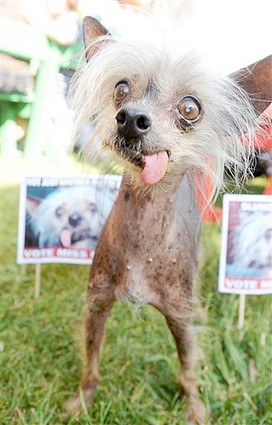 Ellie-worlds-ugliest-ugly-dog-dies-at-17