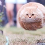 RED ALERT: Kitty Missile Launch