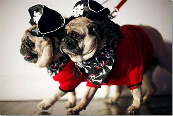 sexy-pirates-pugs-dogs-international-talk-like-a-pirate-day-hot-lingerie-3