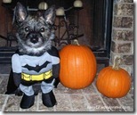 BEST Halloween Pet Costumes Funny Animal Costume Ideas for Dogs and Cats unique holloween top ever pets (1)