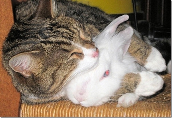 a-cat-hug-a-bunny