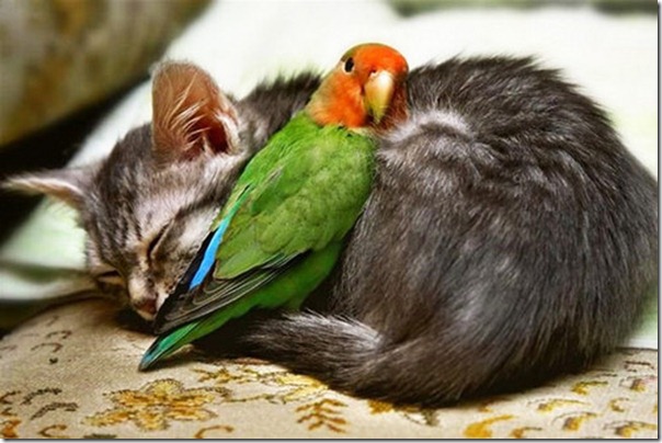 cat-bird-hug
