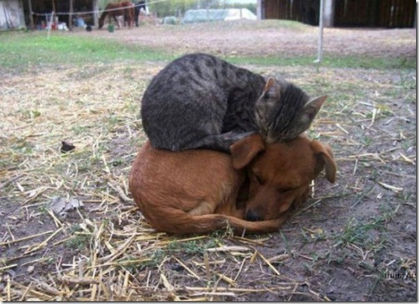 cat-dog-sleepy-hug-cuddle