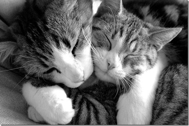 cat-hug-cuddle