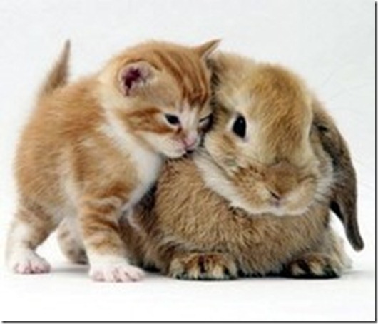 kitten-bunny-hug