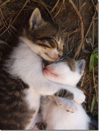 kitten-hug1