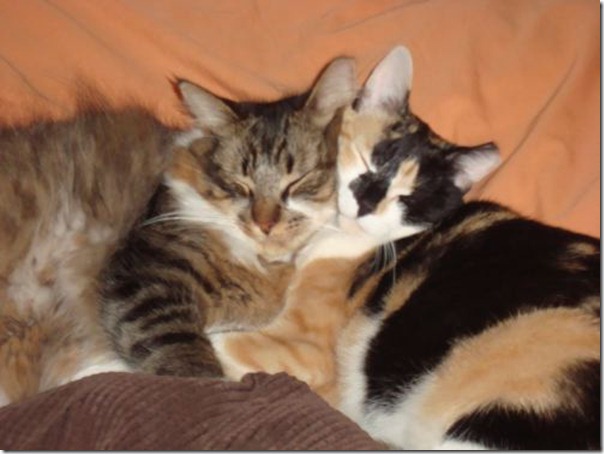 kitty-cuddle-lol-cats-lolcats-hug-hugs-cat-kitten