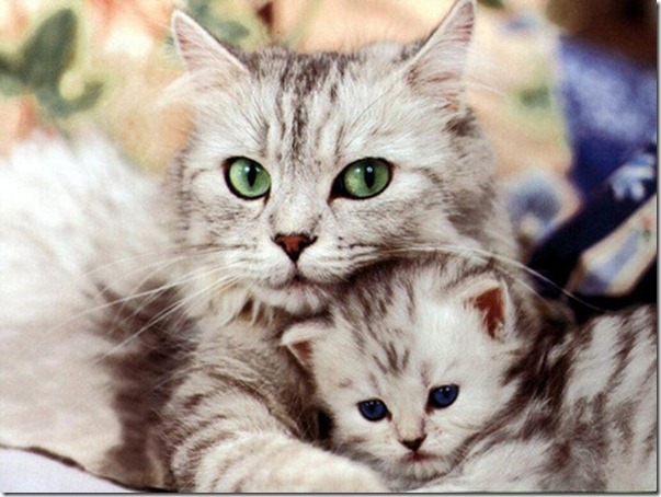 kitty-hug-cat-cats-kitten-kittens-kitty-kitties-kittys-hugs