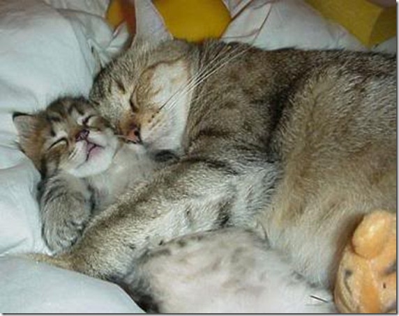 mommy-ca-kitten-hug