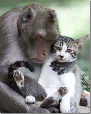monkey hugs cat