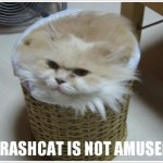LOLcats on teh Internet